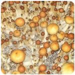 Псилоцибиновые (галлюциногенные)  грибы Psilocybin "Golden Teacher" в Новой Ляле