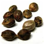 Семена марихуаны АК-47  (Seeds AK-47) в Новой Ляле